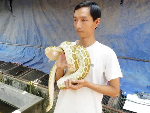 Muôn cách làm giàu từ nuôi con vật lạ [Kỳ 12]: 'Hốt bạc' nhờ nuôi loài trăn đột biến làm kiểng